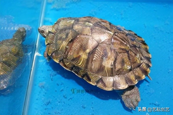 全国农产品地理标志分布地图,全国地理标志农产品