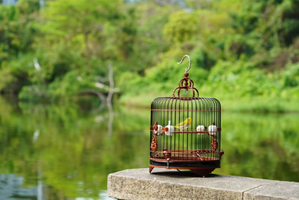 一个闲字一个鸟字读什么,一个闲一个木字念什么