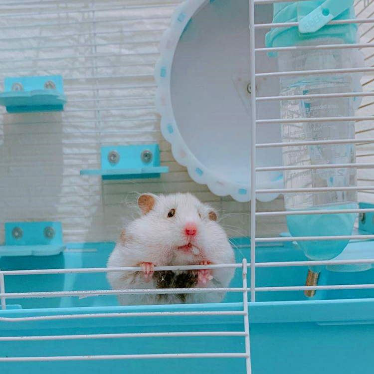 仓鼠从多大开始有领地意识,小黑仓鼠第一次成为鼠王