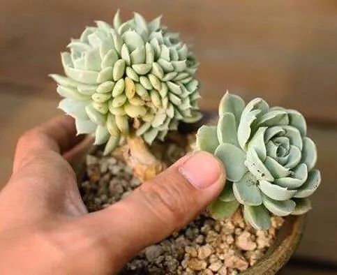 多肉长小黑飞介壳虫用什么药最好,多肉长蚧壳虫应该怎么处理