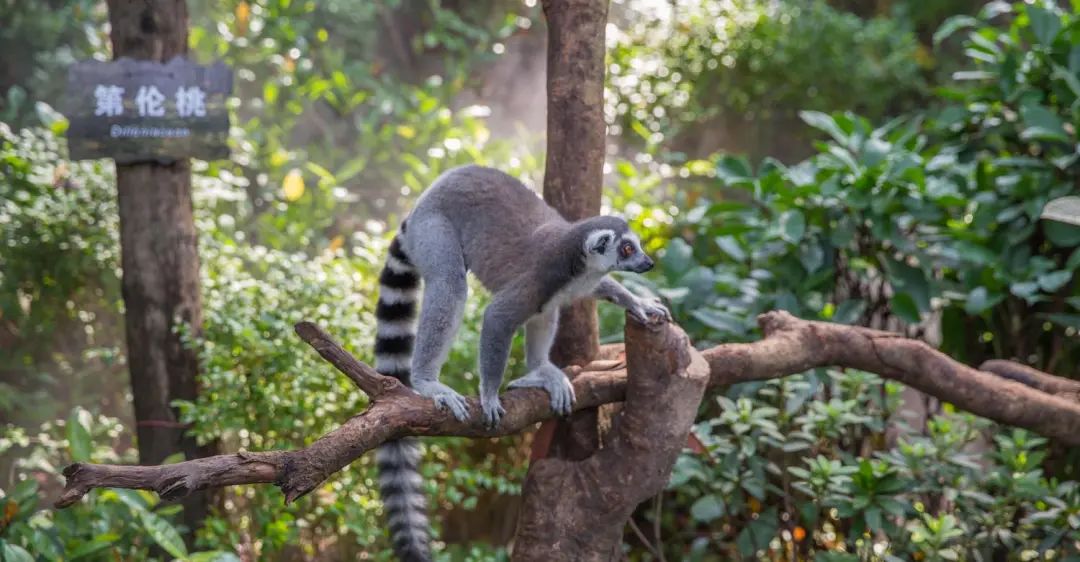 长隆野生动物世界暑假攻略,广州长隆野生动物园亲子一日游攻略