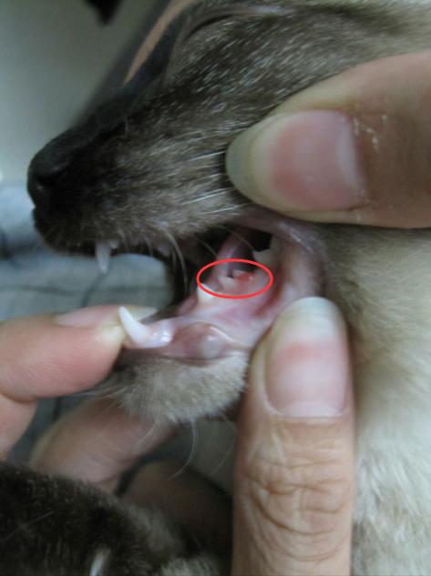 猫咪换牙牙齿是怎么样的,换牙期猫咪牙齿出血怎么办