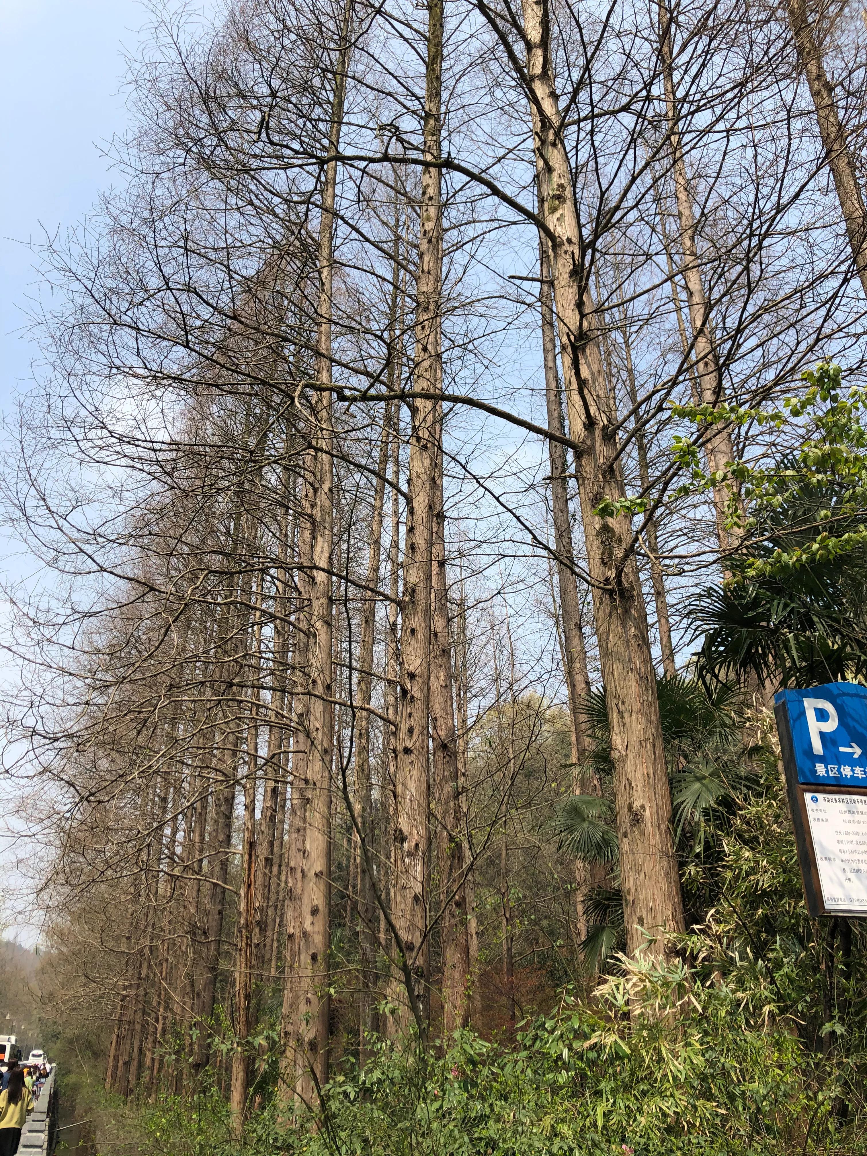 杭州动物园杭州人的记忆,杭州动物园票价