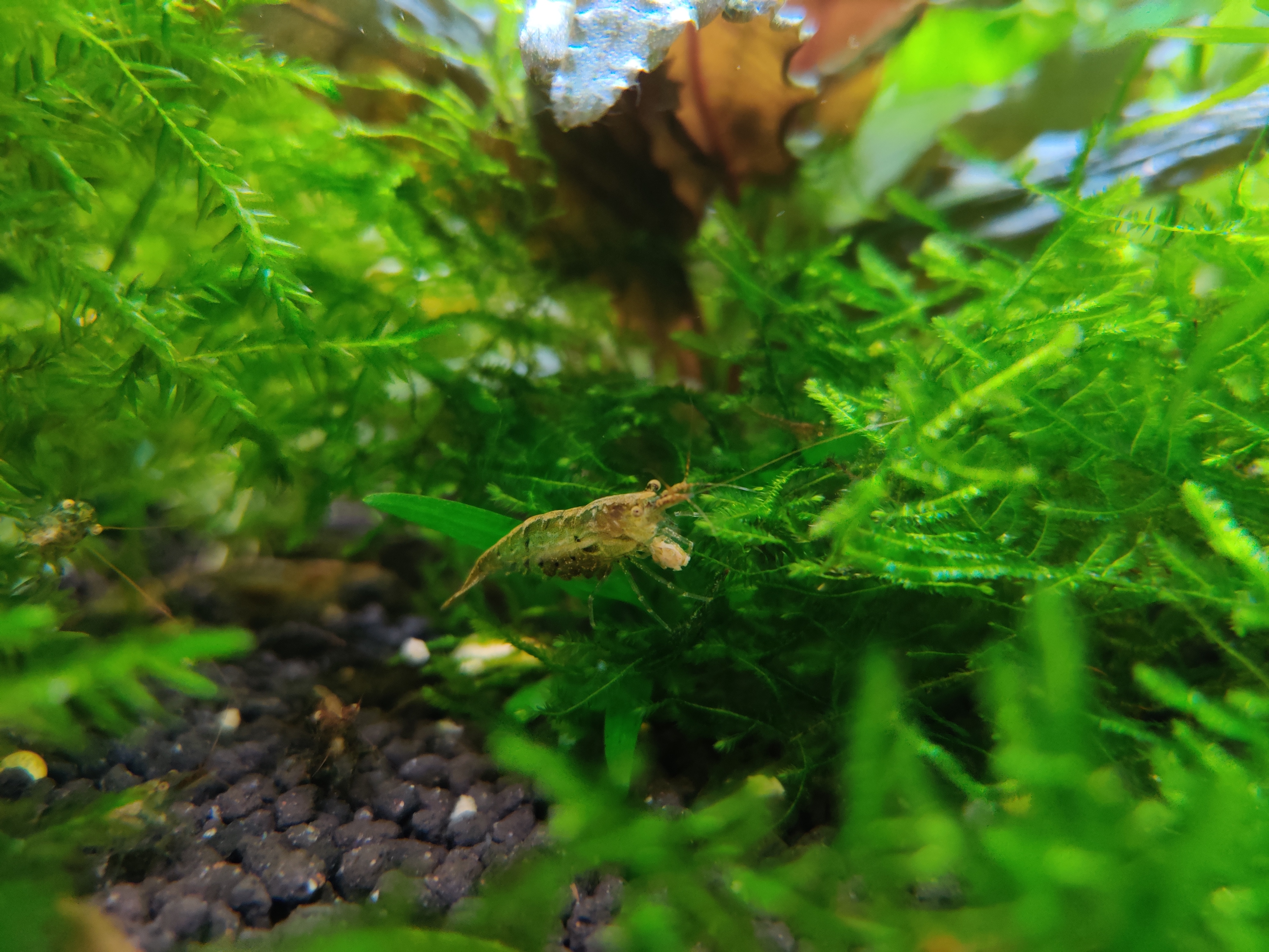 囊螺爆缸会不会导致黑壳虾死亡,10几只黑壳虾一个冬天能爆缸吗