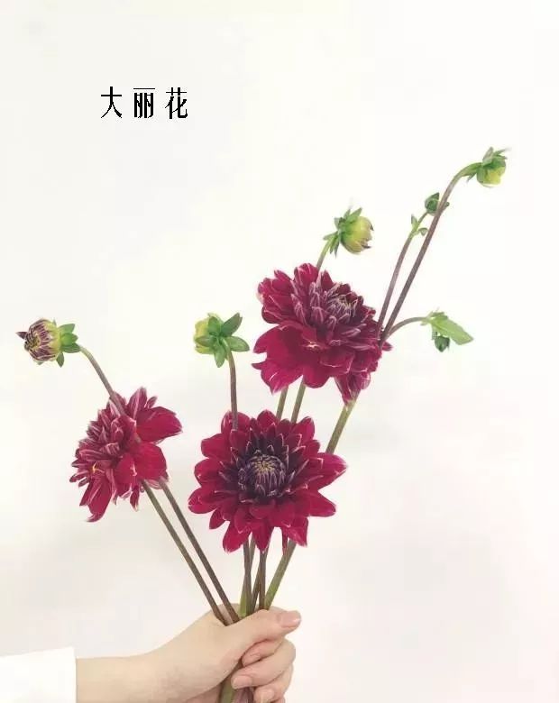 鲜花店常见花材品种大全,花店里同款的两种不同价格的花材