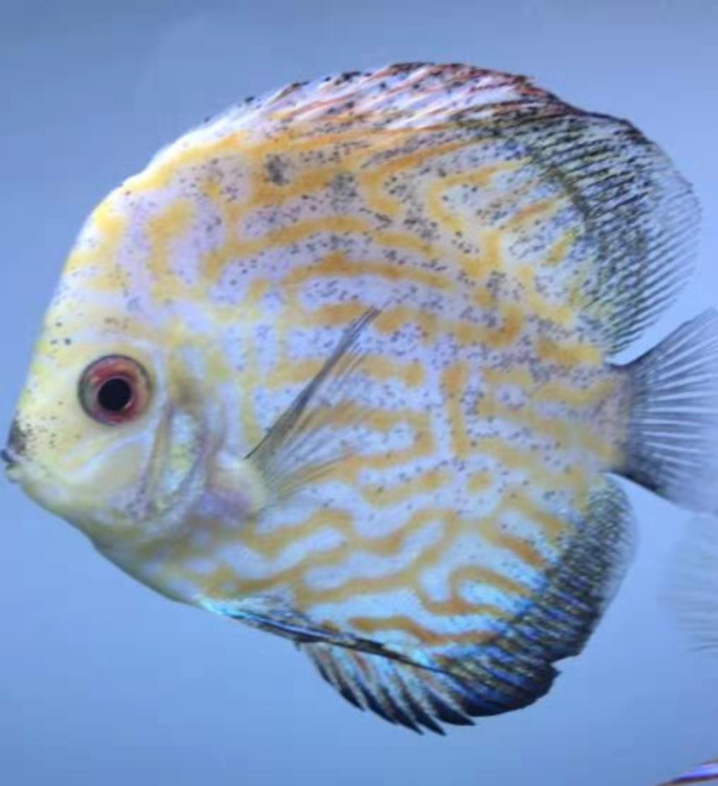 如何挑选观赏鱼种类,观赏鱼怎么挑选最好