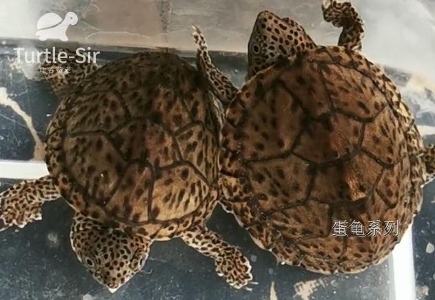 巨头蛋龟苗饲养环境怎么布置,巨头蛋龟最佳饲养方法