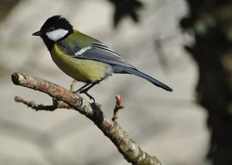 山雀怎么育雏视频,山雀的育雏方法