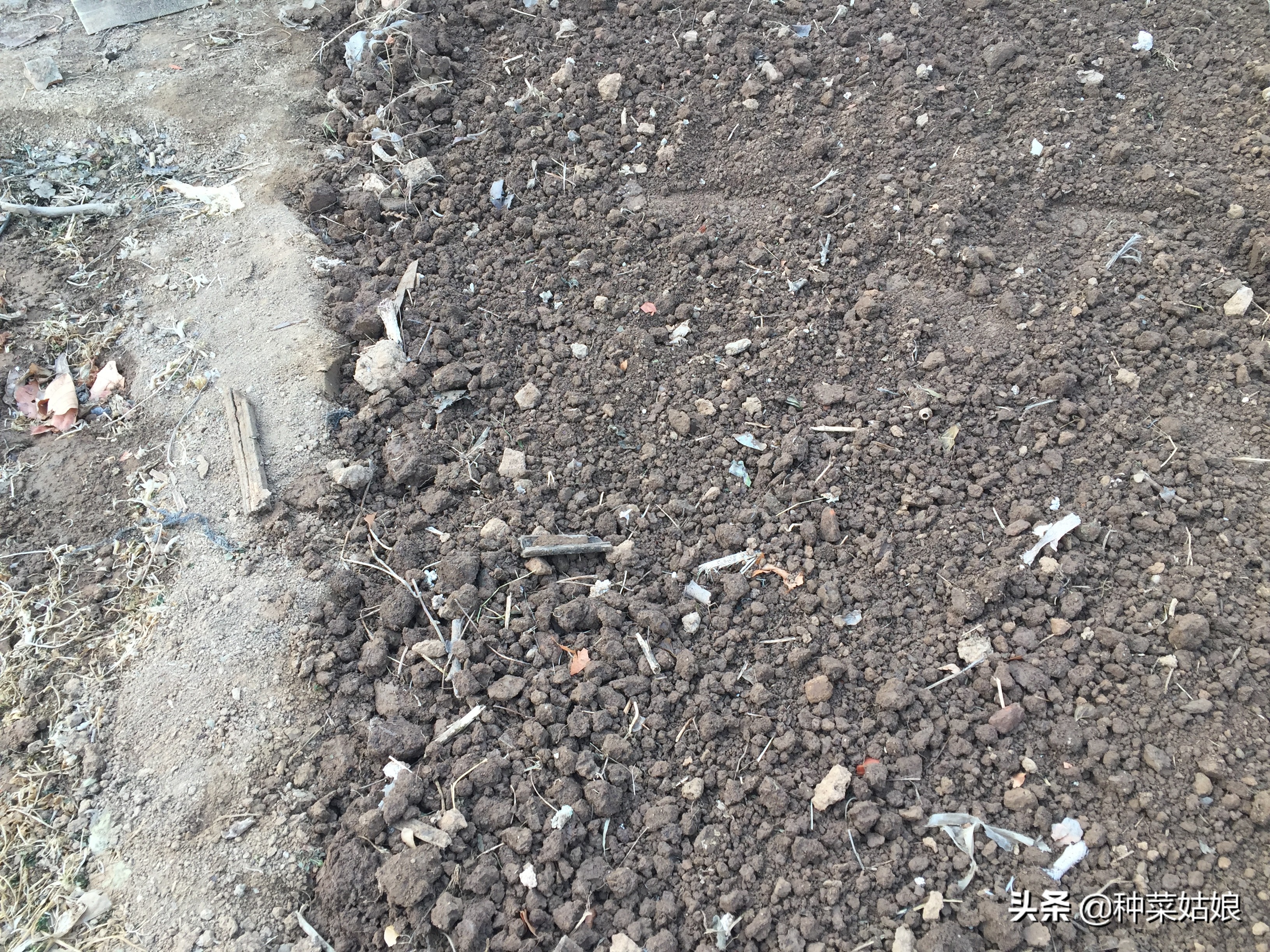 蔬菜幼苗下面黄叶怎么回事,蔬菜黄叶变绿最快方法