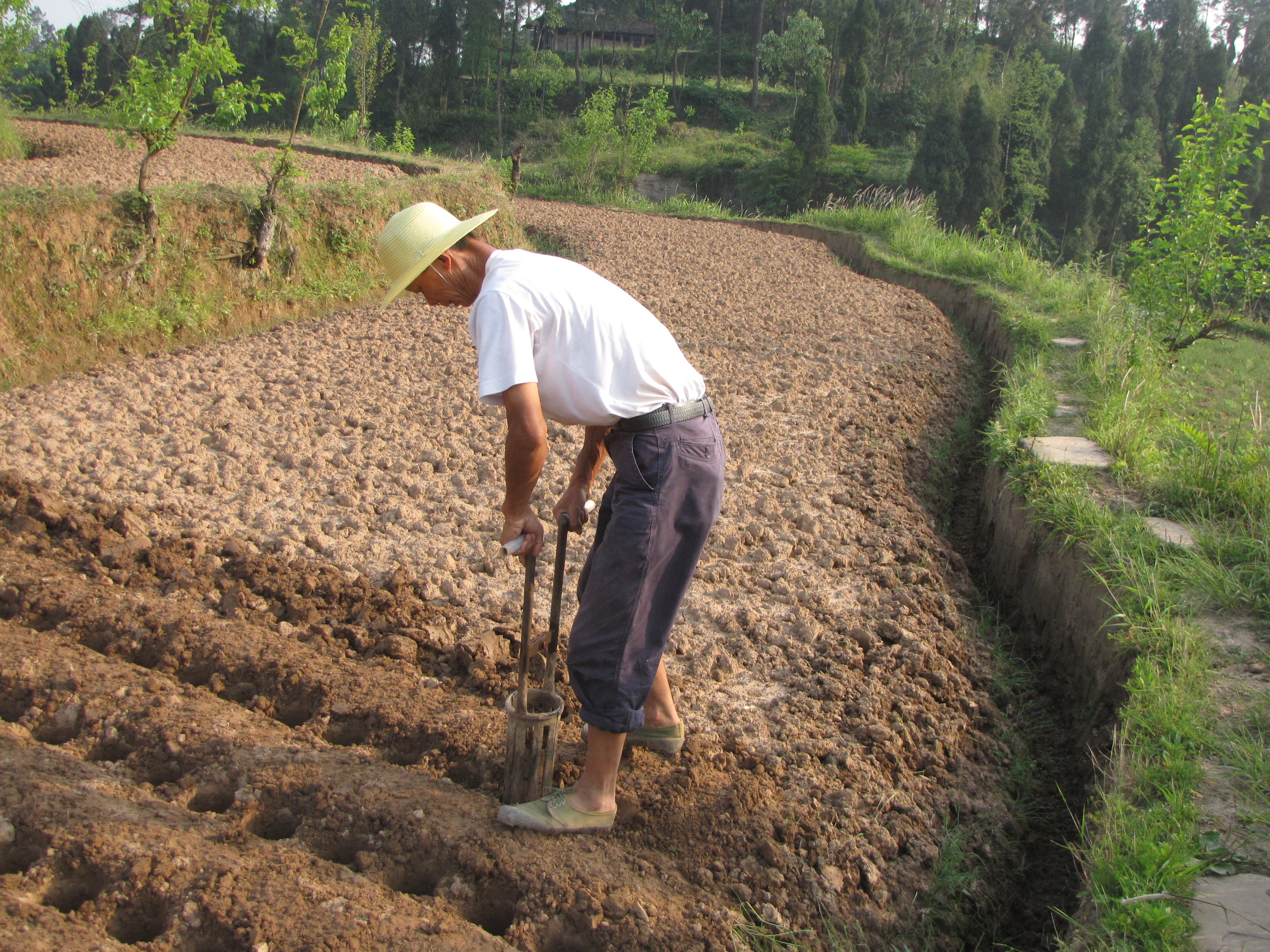 撬窝种植生姜,姜窝种植技术视频