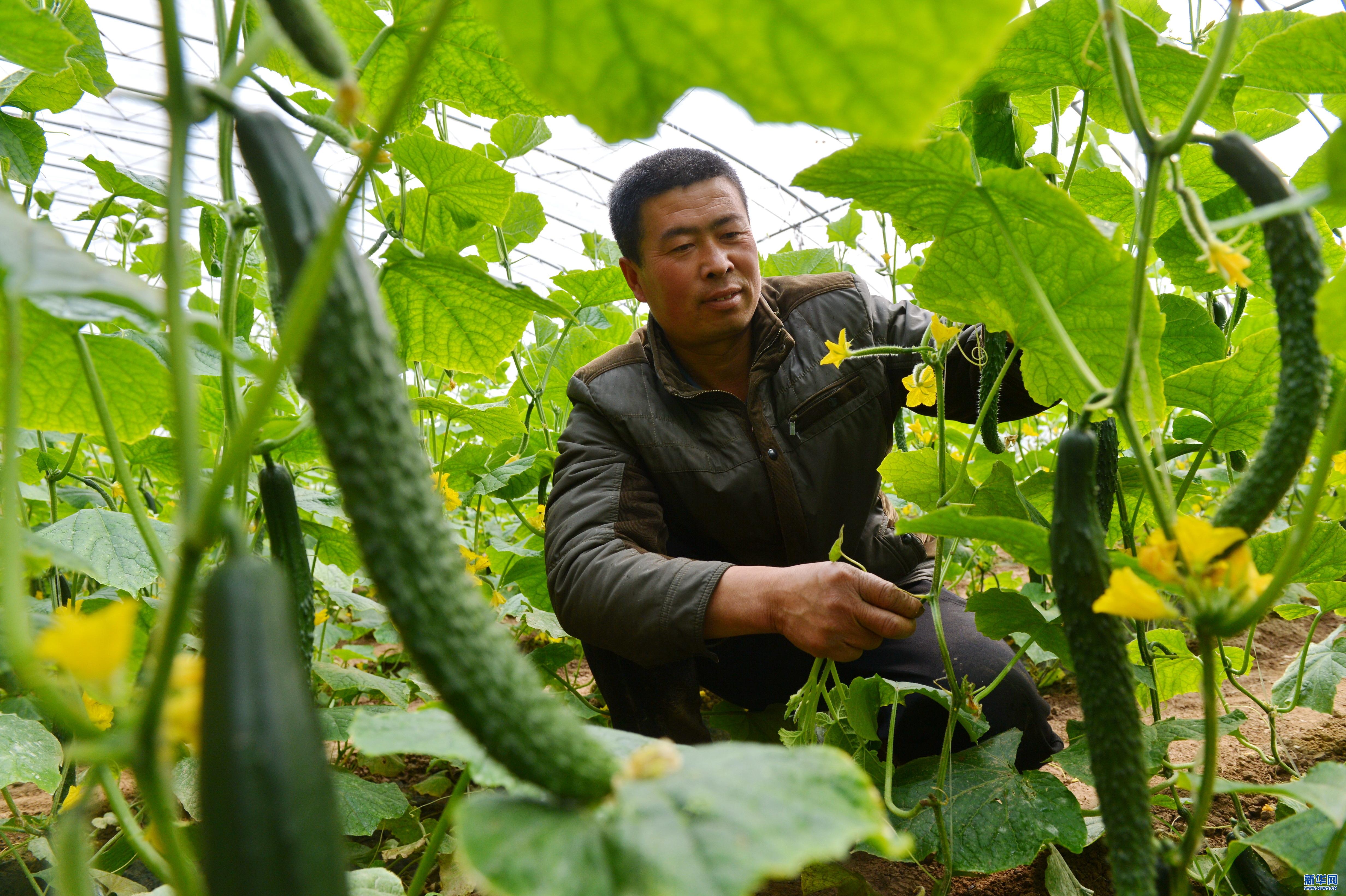 黄瓜弯曲的原因及解决方法,黄瓜生长期间怎么预防病害