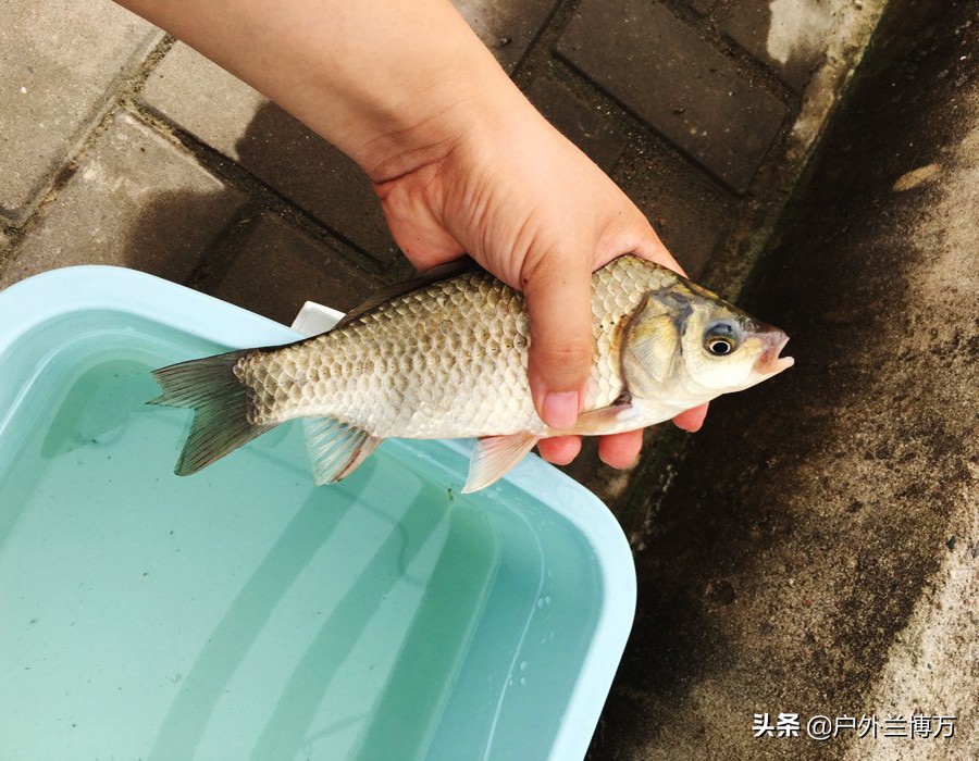 气压低怎么才能钓到鱼,气压低鱼不开口用什么饵好