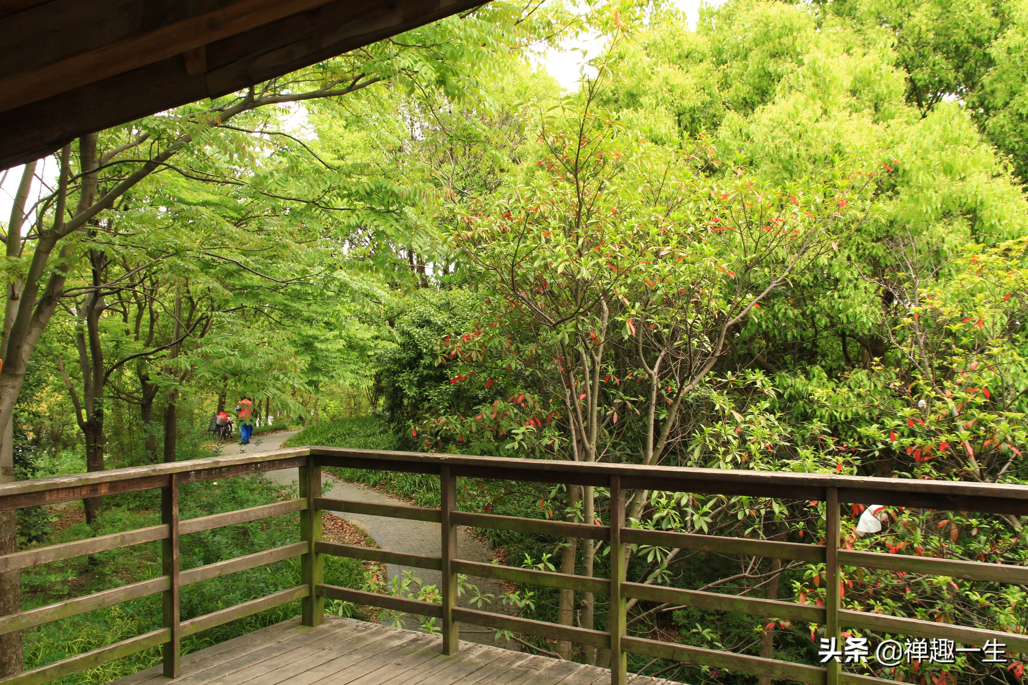 九曲江湾，十里湿地，鸟语花香，沪上最美中心城区，您去过吗？