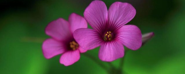 紫色幸运草怎么养殖,紫色幸运草长斑点是怎么回事