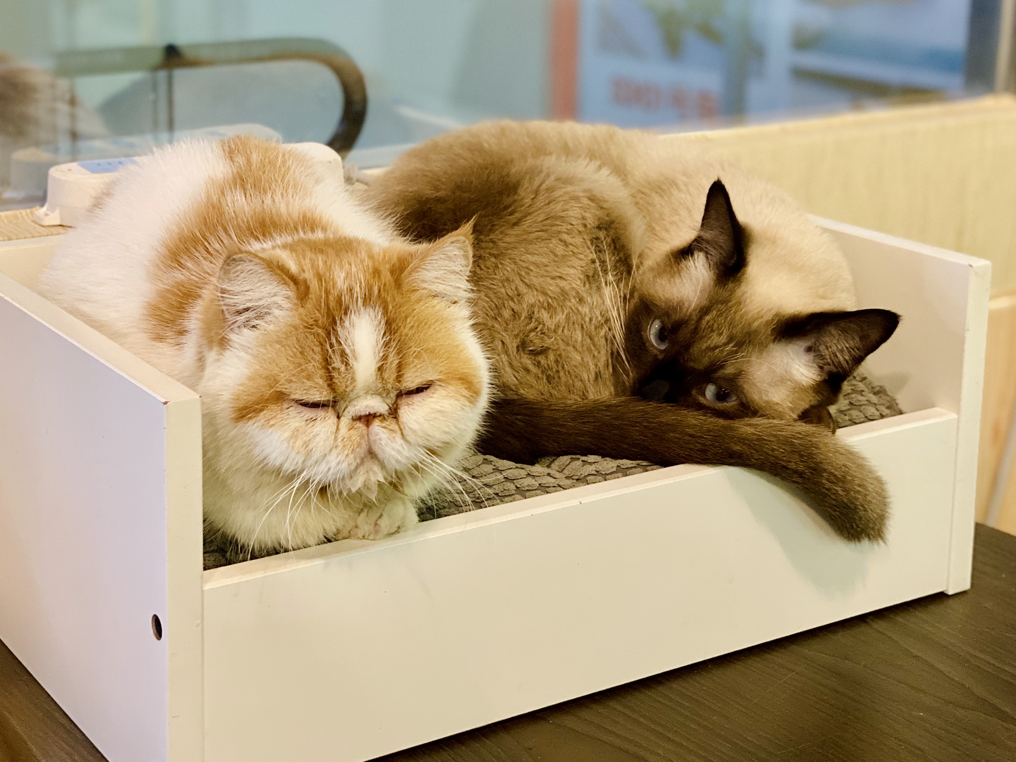 撸动物的网红店顺德,撸小动物的网红店北京世纪金源