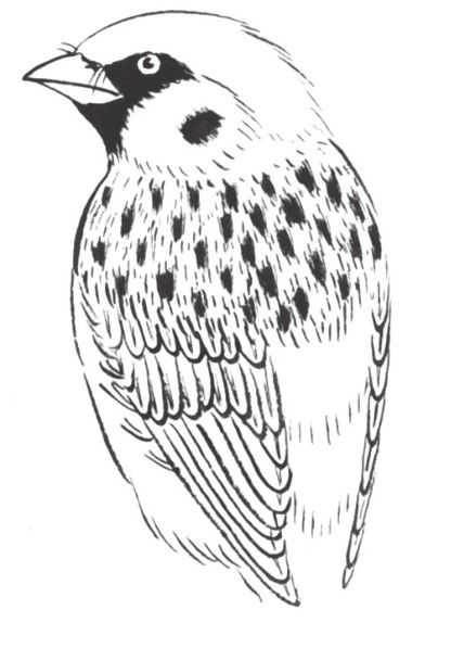 禽鸟工笔画法：分步骤讲解麻雀白描的设色技法，简单易学，收藏