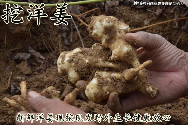 盆栽洋姜的方法,家庭种洋姜的正确方法