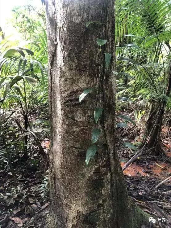 巴西热带雨林神秘部落,巴西发现亚马逊森林原始人