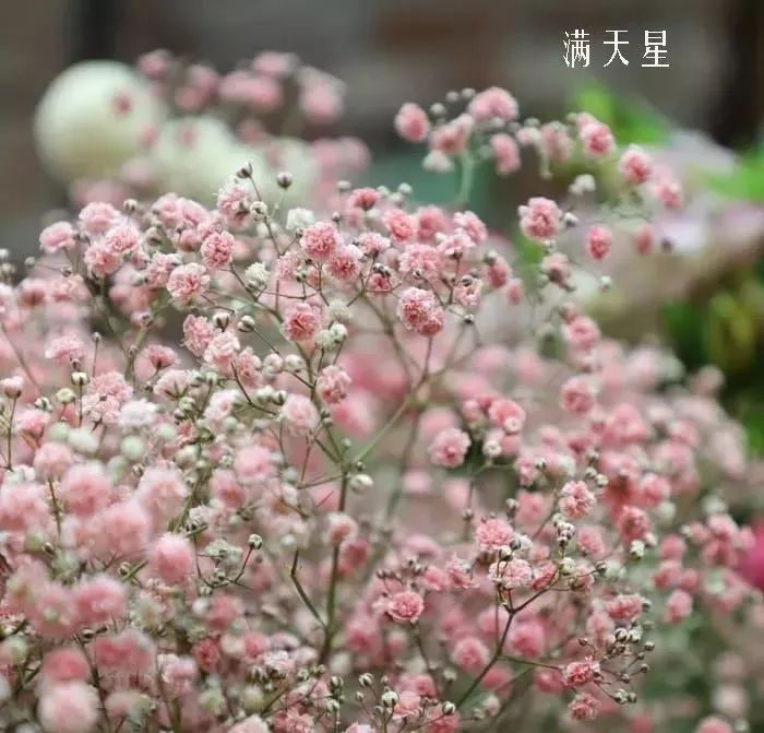 花店里同款的两种不同价格的花材,花店最容易被顾客误解的几种花材
