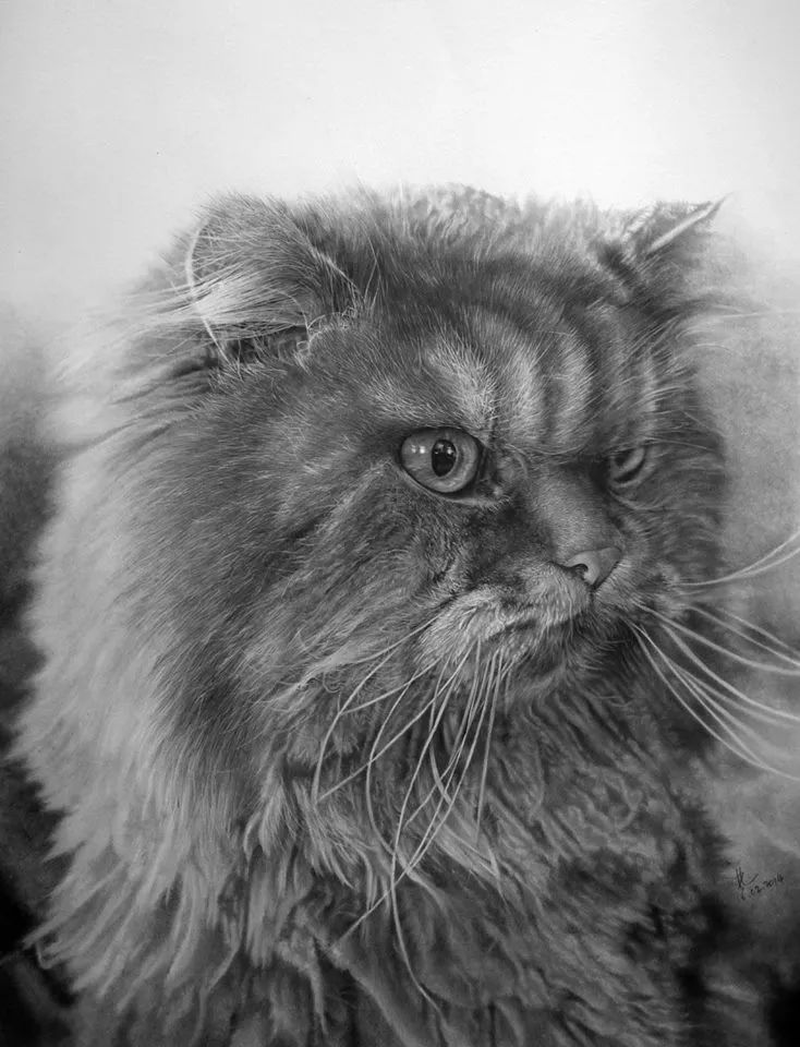 素描动物最全的收集,精微素描动物临摹高清大图