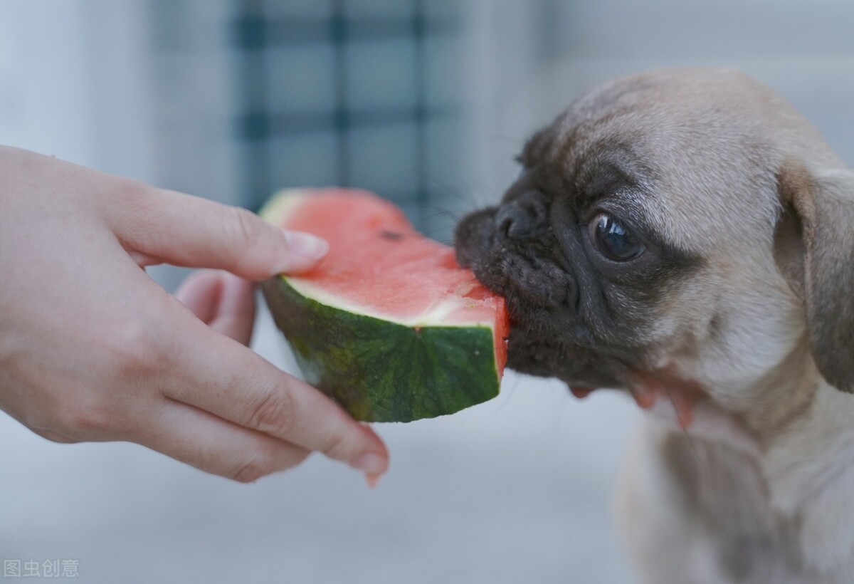 巴哥犬好养吗养巴哥犬的注意事项,八哥犬和巴哥犬有什么区别呢