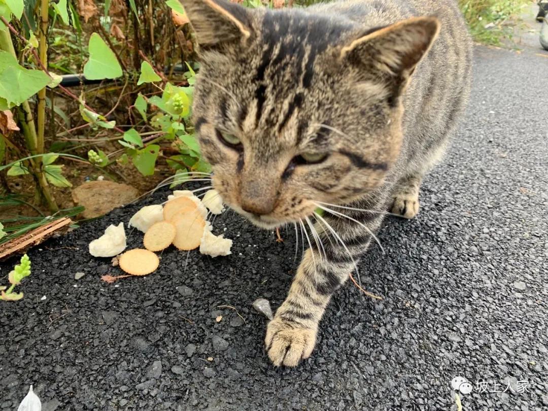 一只宠物猫在外面可以活多久,单独养一只猫它会孤独吗