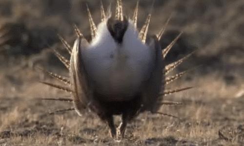 艾草松鸡和尖尾松鸡是一种吗,艾草松鸡是保护动物吗