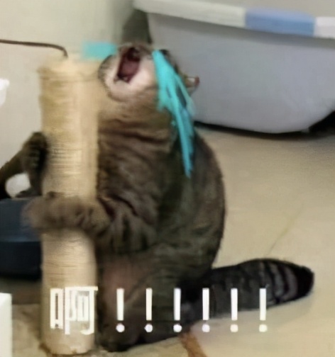 南方蟑螂,广东蟑螂很担心你是什么梗