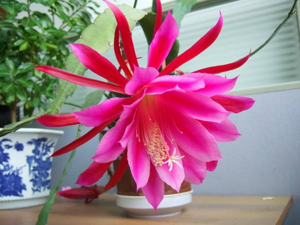 一棵仙人掌上长着三棵花,一棵多种开花仙人掌