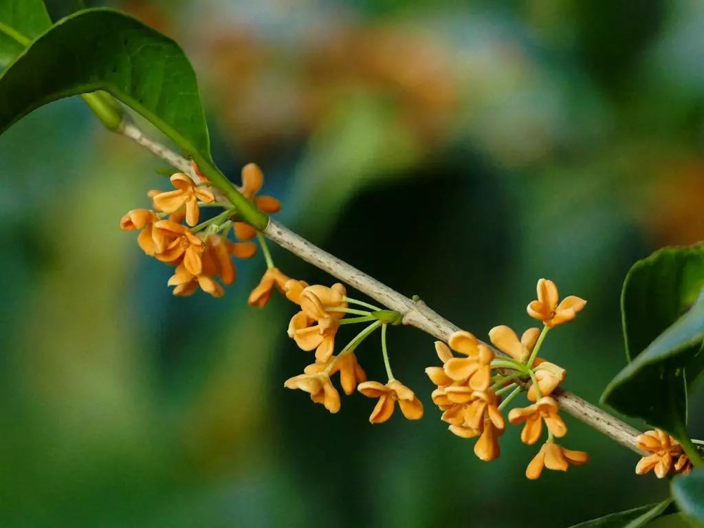 合肥秋季风景打卡地方排行榜,合肥最值得打卡地