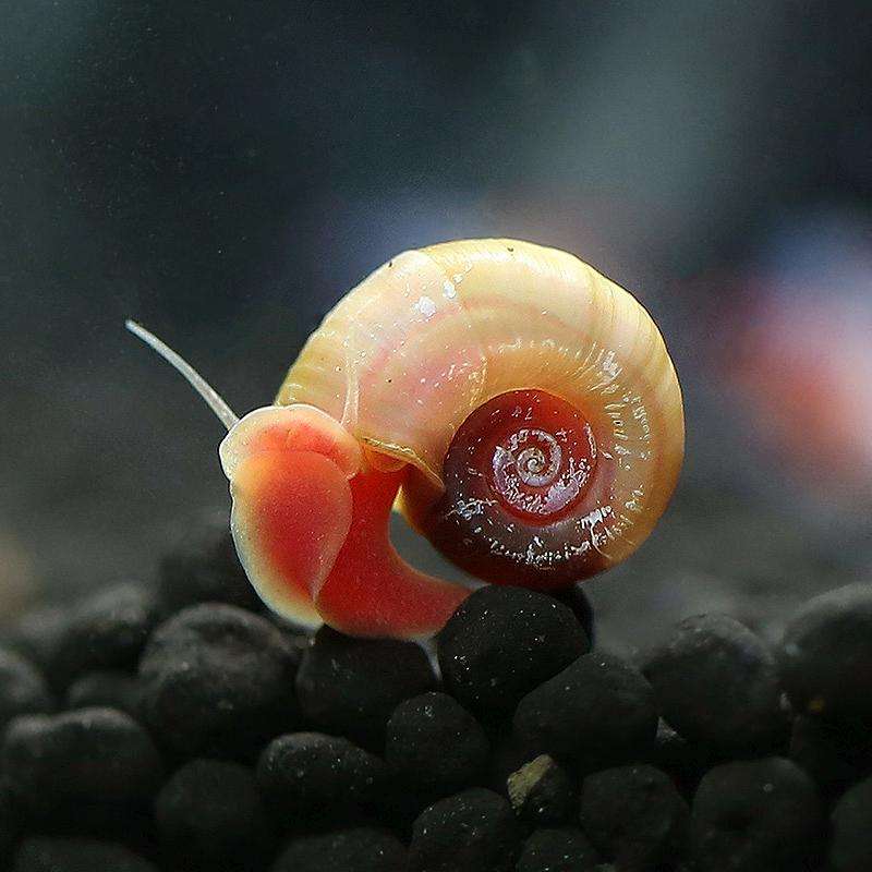 怎么养苹果螺可以快速爆缸,草缸里苹果螺一般养多少