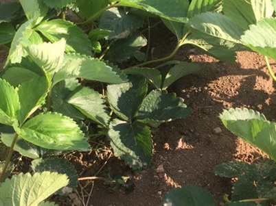 繁殖草莓苗挣钱,草莓苗怎么繁殖新苗