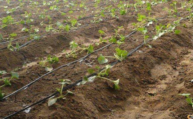 秋季大棚草莓的高产栽培技术,大棚草莓种植技术开始发展起来
