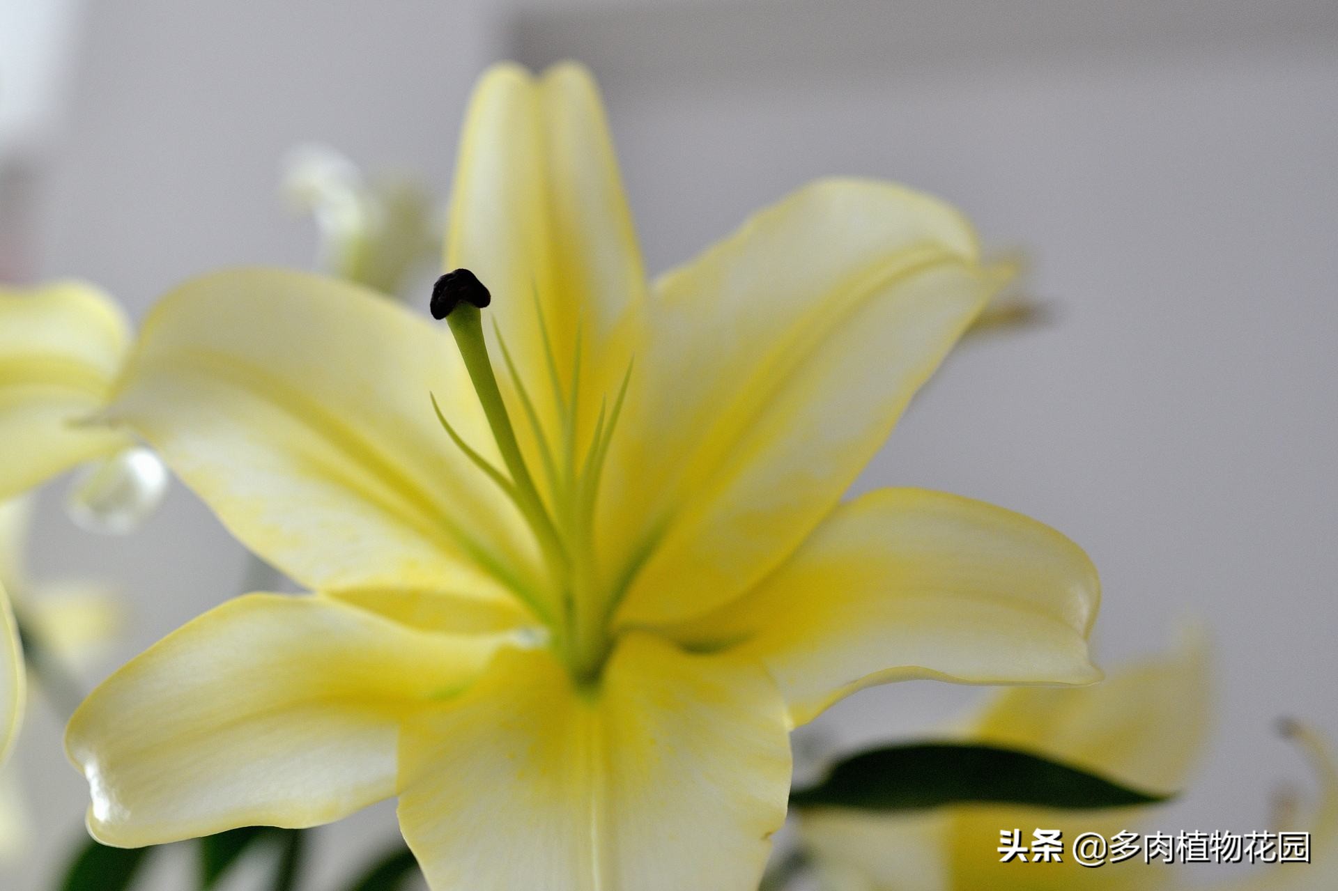 香水百合有毒吗适合室内养吗,法国香水百合盆栽怎么养