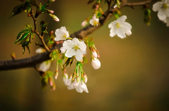 苏轼境界最高的一首诗解读,苏轼的哪句诗道出了人生真谛