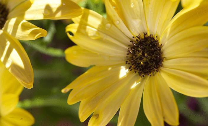 摄影大师拍摄花卉技巧,各种花的拍摄设备有哪些