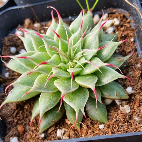 1000种多肉植物图鉴大全大图,景天科1000种多肉植物图鉴