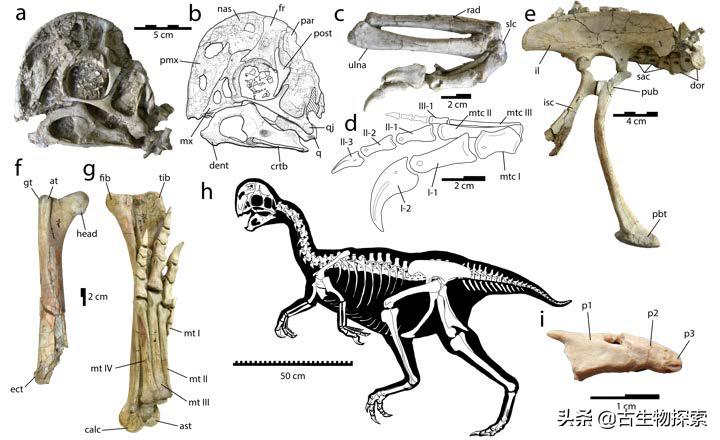 有羽毛和翅膀的恐龙叫什么恐龙,特厉害的恐龙是什么恐龙