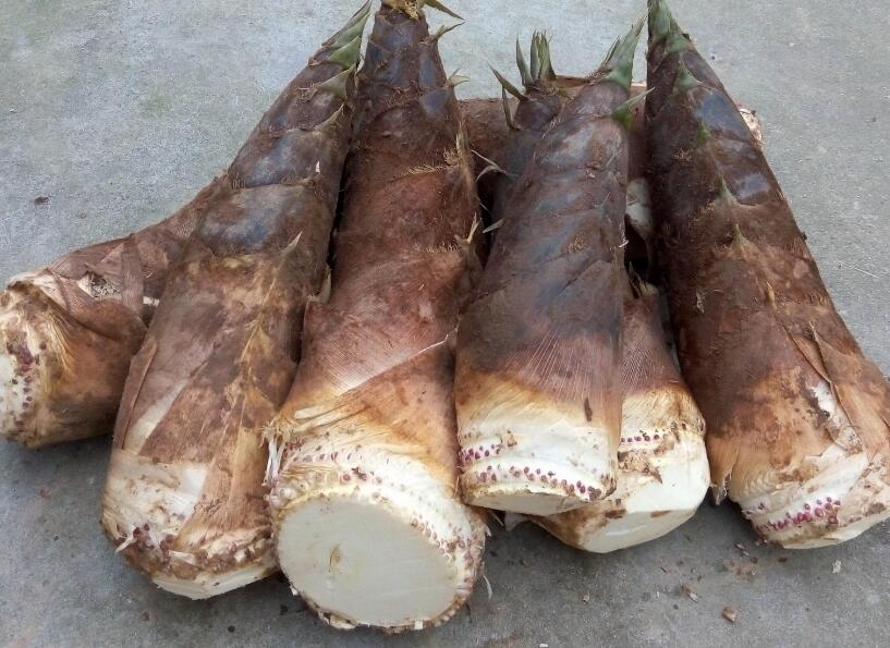 怎么挑选大笋和小笋的区别,春天笋怎么选比较嫩