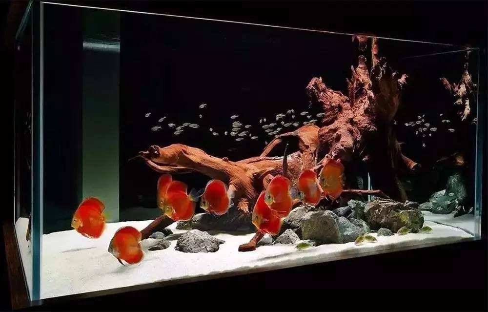 铺底砂养七彩神仙鱼造景,七彩神仙鱼缸造景效果图