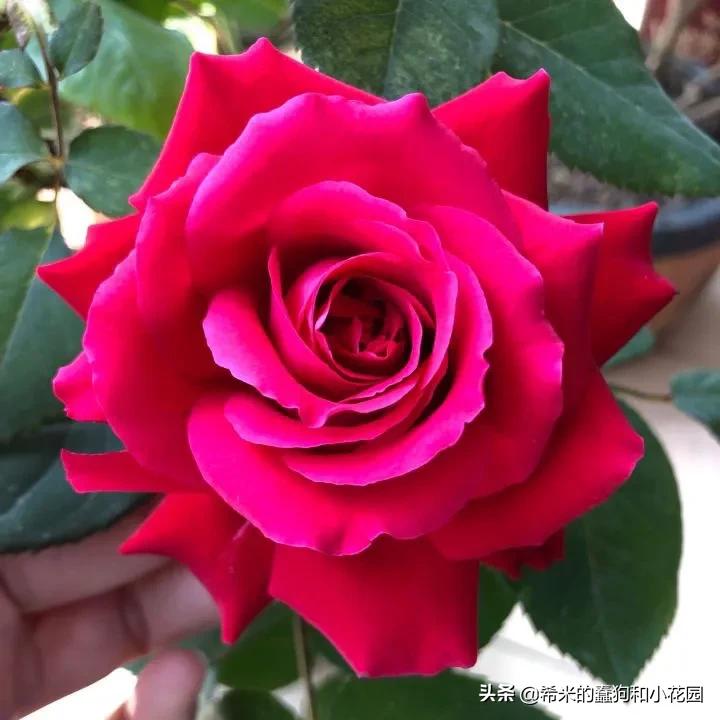 苦尽甘来栀子花,苦尽甘来推荐