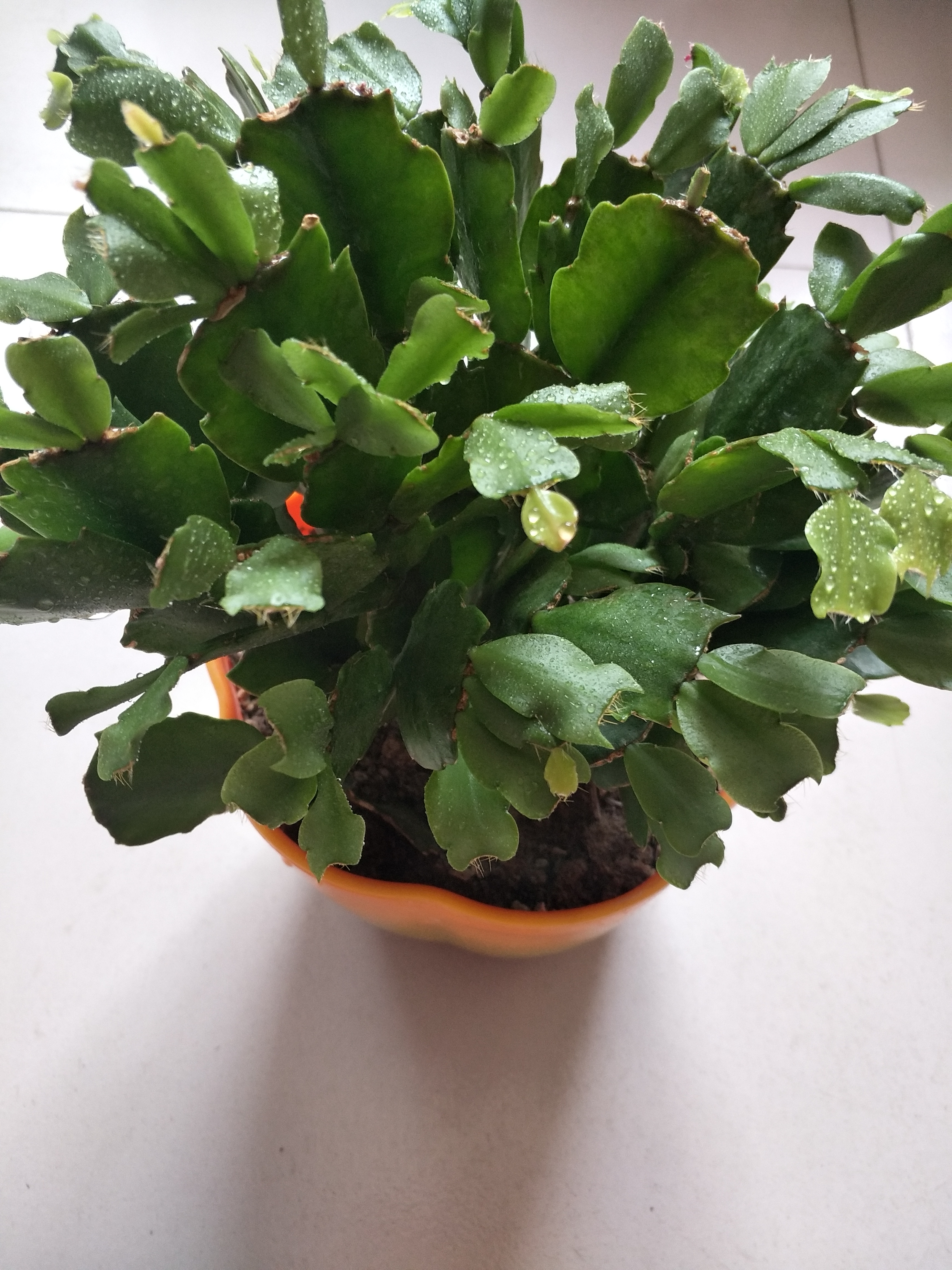 蟹爪兰最上面的叶片发软什么原因,蟹爪兰花期叶片发软怎么办