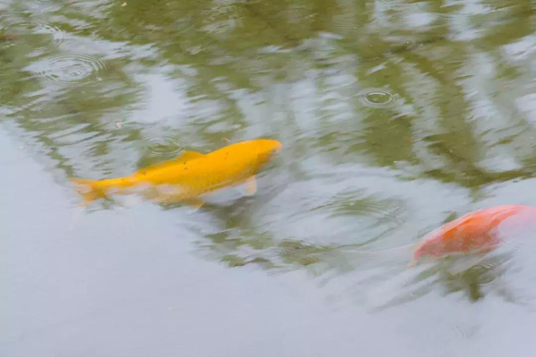 深圳哪里有摩天轮可以坐,深圳哪里有免费摩天轮