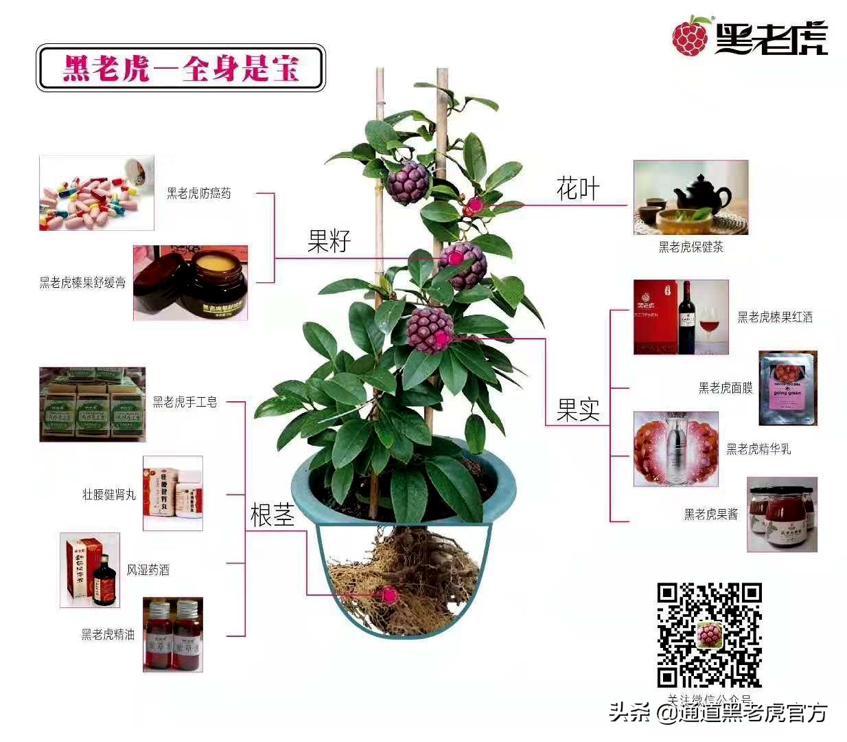 被省委书记惦记的通道小伙,正带村民种山果致富(转载)