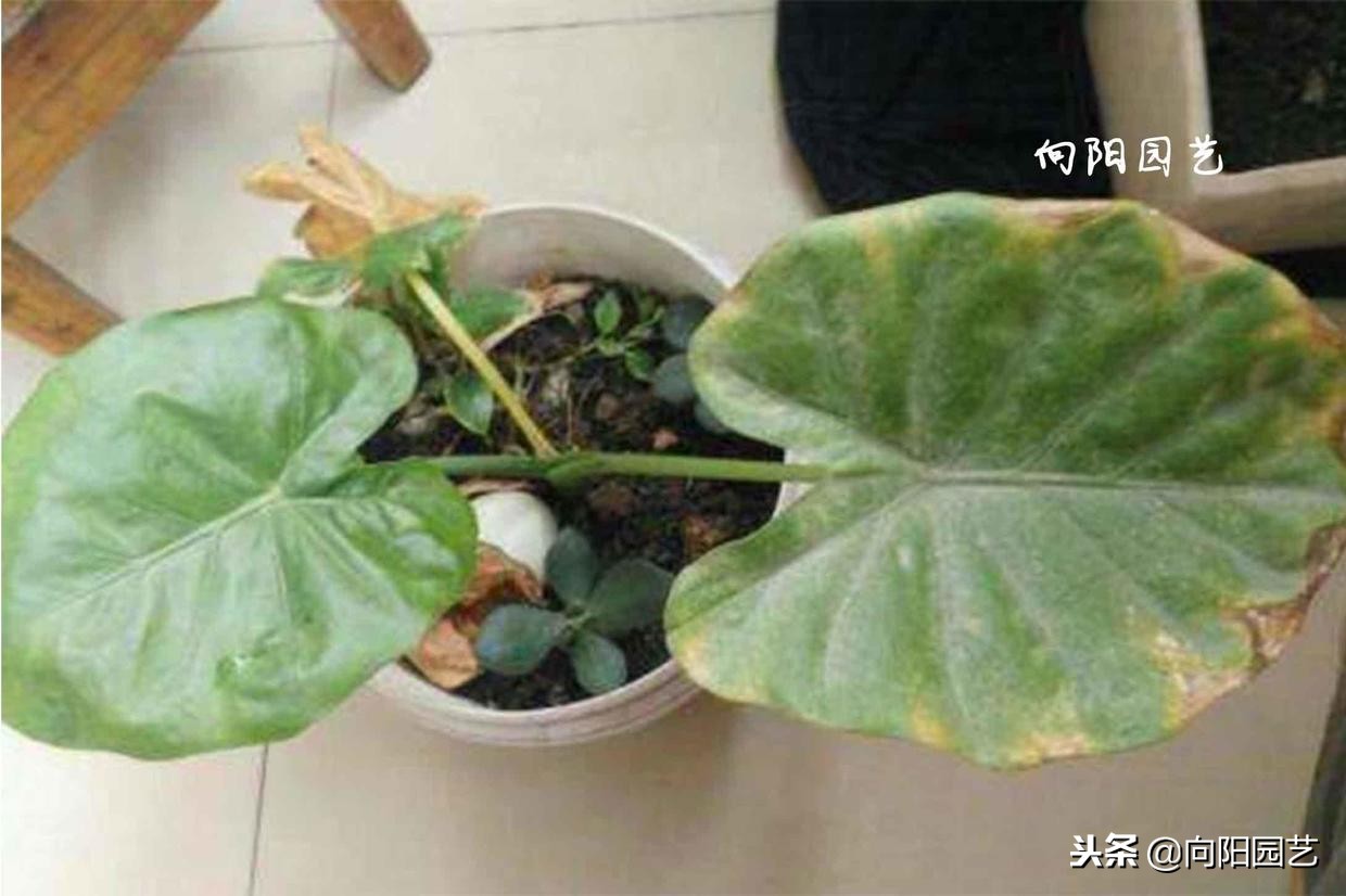 盆栽石榴树叶子发黄脱落怎么办,盆栽栀子花叶子发黄是什么原因