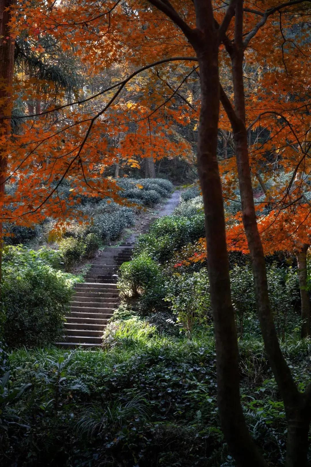 江浙沪8大五星级度假酒店任选,杭州度假高端酒店推荐