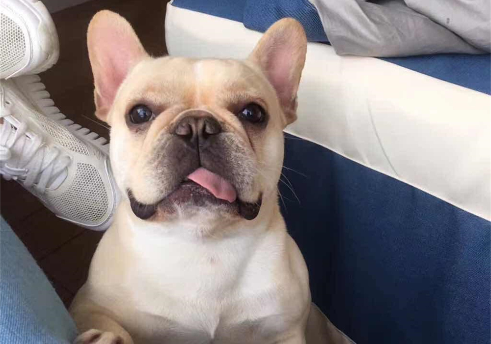 辟谣，山羊奶比牛奶更适合宠物，这一传言背后，其实暗藏风波