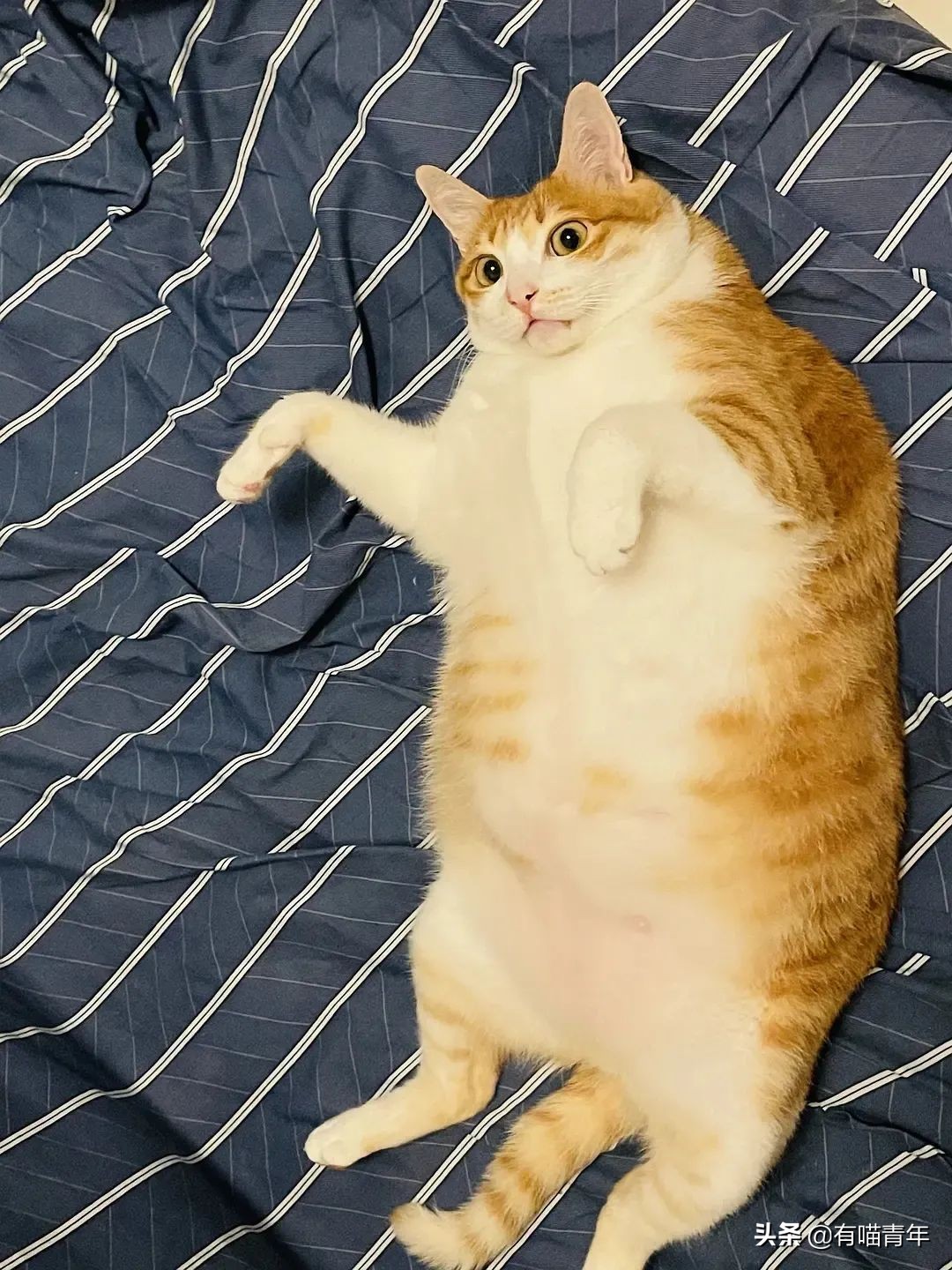 橘猫为什么是魔鬼,橘猫的恐怖之处