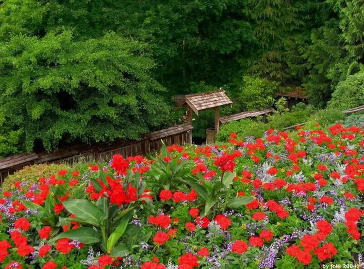 美景欣赏完整版,美景欣赏花朵