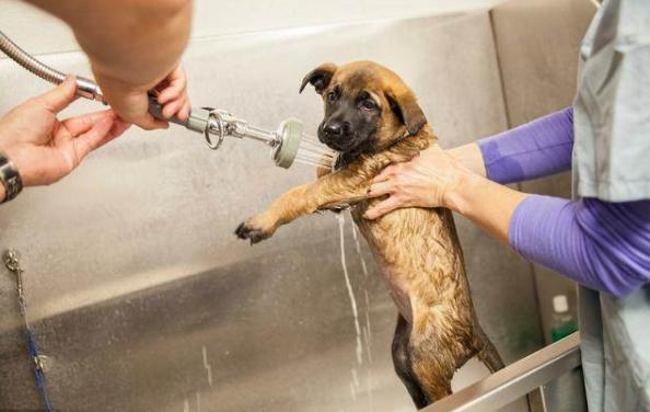 这五种情况下不能洗澡,狗狗不能洗澡但怎么给狗狗清洁
